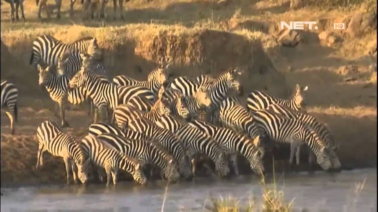 Detail Gambar Sekelompok Zebra Nomer 27