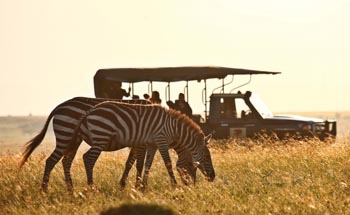 Detail Gambar Sekelompok Zebra Nomer 31