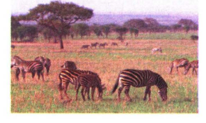Detail Gambar Sekelompok Zebra Nomer 38