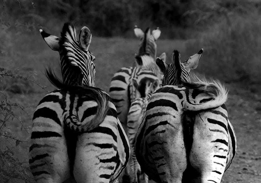 Detail Gambar Sekelompok Zebra Nomer 39