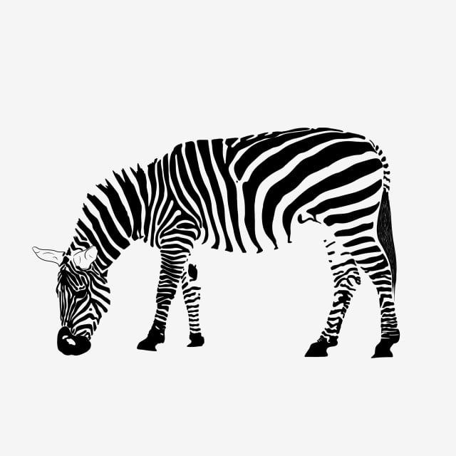 Detail Gambar Sekelompok Zebra Nomer 46