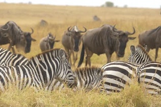 Detail Gambar Sekelompok Zebra Nomer 54