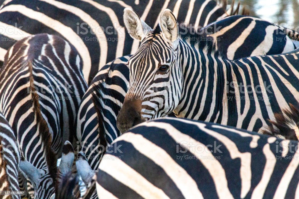 Detail Gambar Sekelompok Zebra Nomer 7