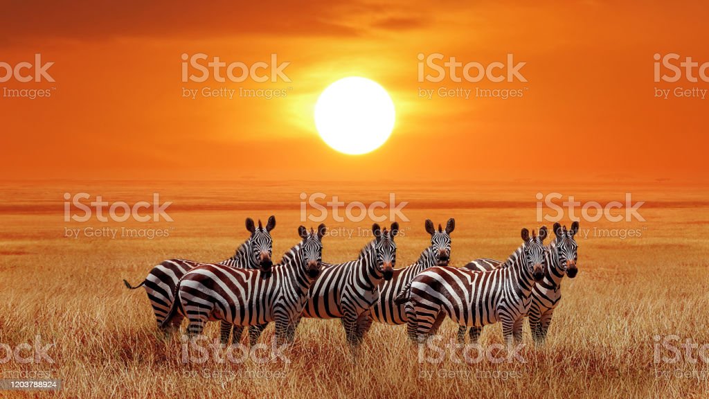 Detail Gambar Sekelompok Zebra Nomer 8