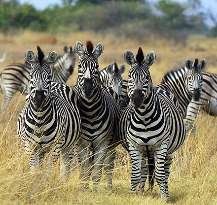 Detail Gambar Sekelompok Zebra Nomer 9