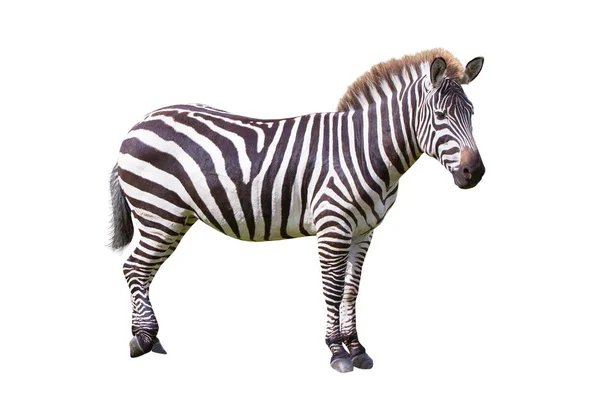 Detail Gambar Sekelompok Zebra Kartun Nomer 18
