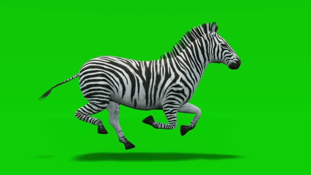 Detail Gambar Sekelompok Zebra Kartun Nomer 3