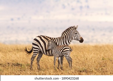 Detail Gambar Sekelompok Zebra Kartun Nomer 39