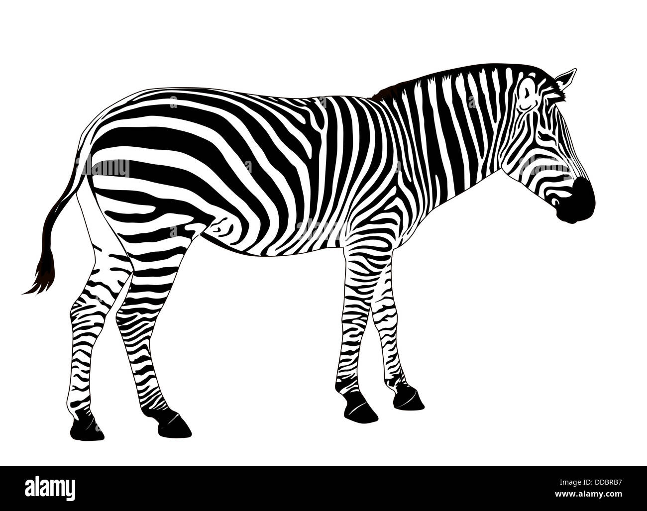 Detail Gambar Sekelompok Zebra Kartun Nomer 43