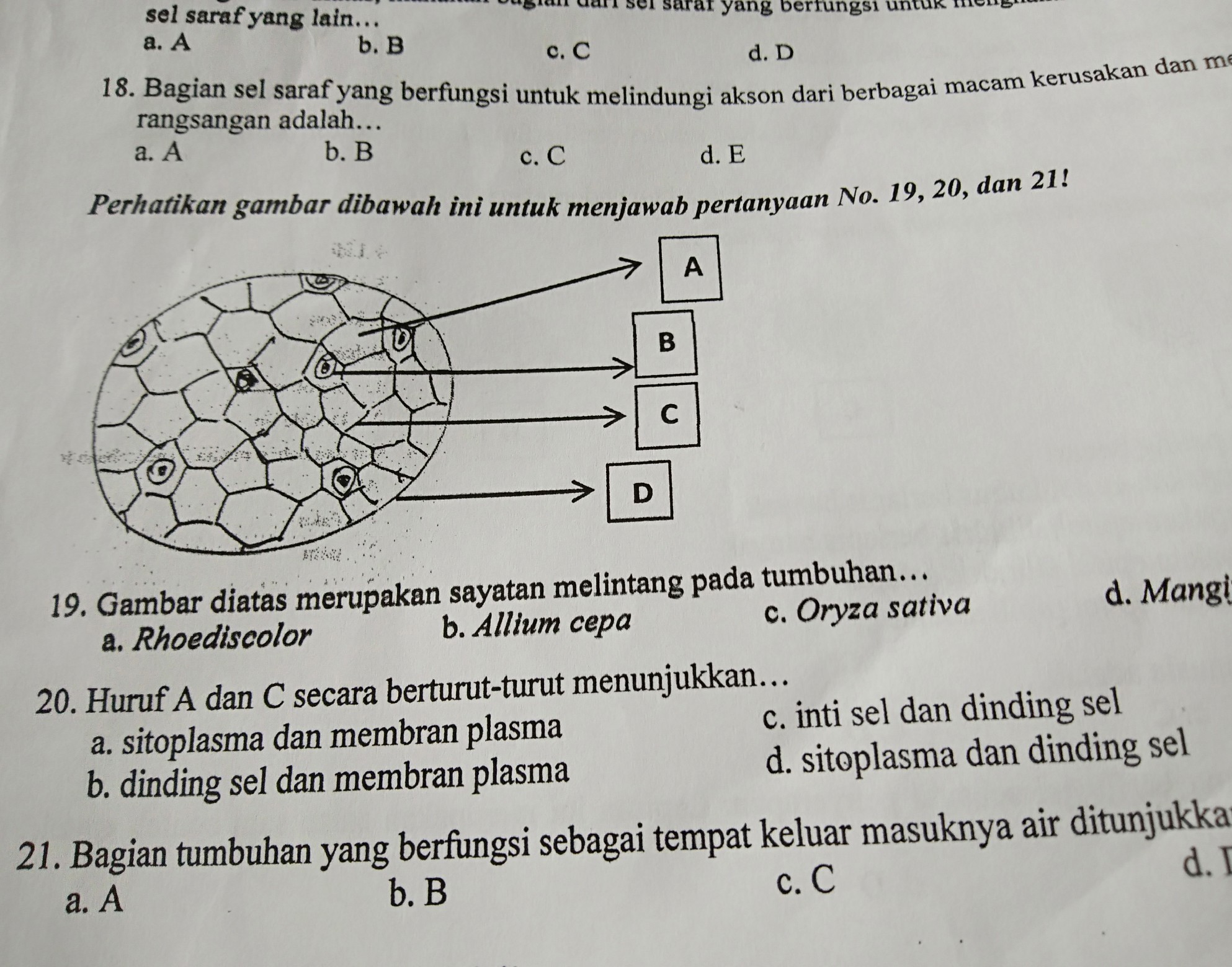 Detail Gambar Sel Allium Cepa Nomer 17