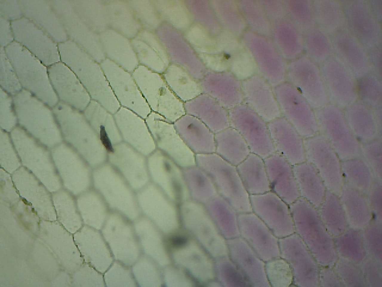 Detail Gambar Sel Allium Cepa Nomer 19