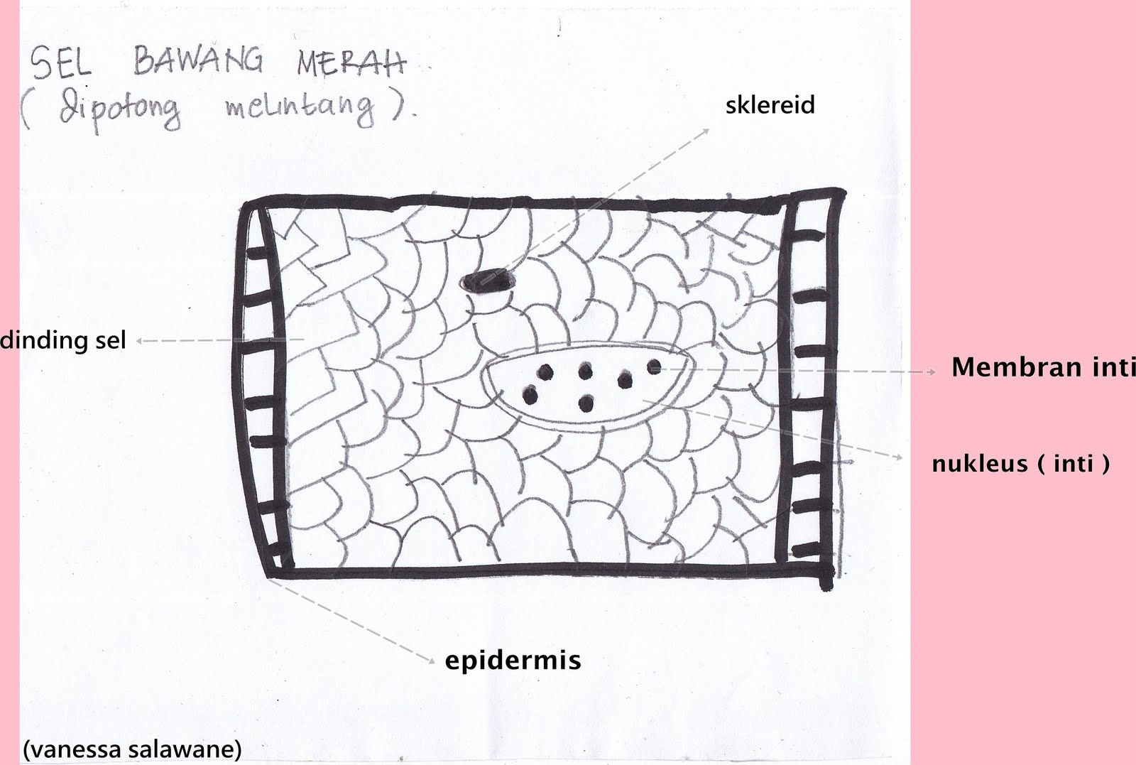 Detail Gambar Sel Allium Cepa Nomer 35