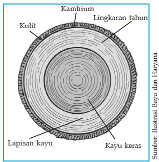 Detail Gambar Sel Batang Jati Nomer 47