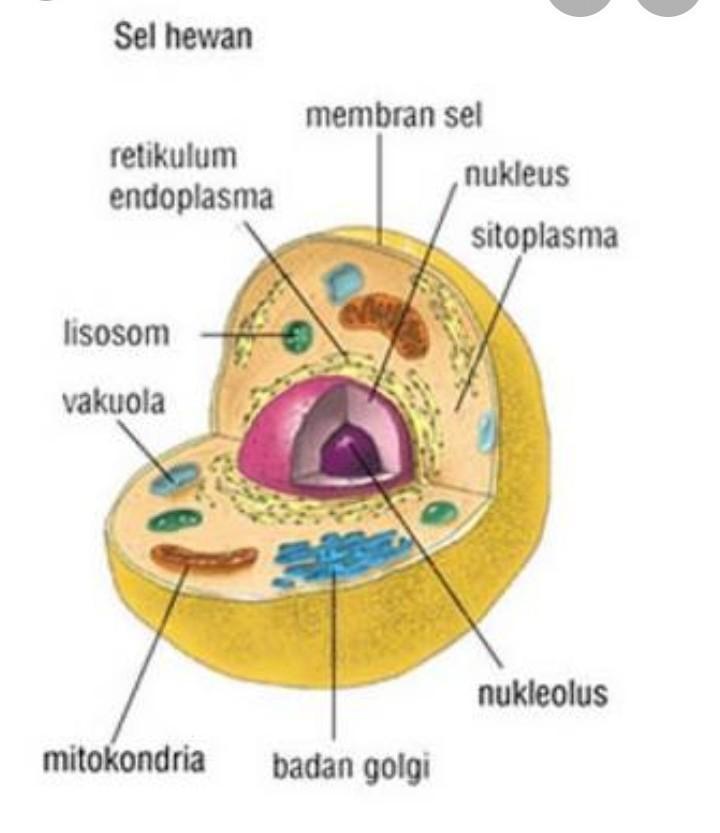 Detail Gambar Sel Dan Bagia Bagiannya Nomer 22