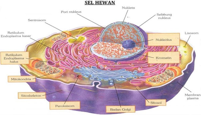 Detail Gambar Sel Dan Bagia Bagiannya Nomer 29