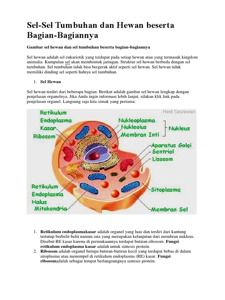 Detail Gambar Sel Dan Bagian Bagiannya Nomer 56