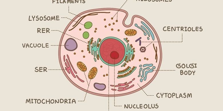 Detail Gambar Sel Dan Bagiannya Nomer 16
