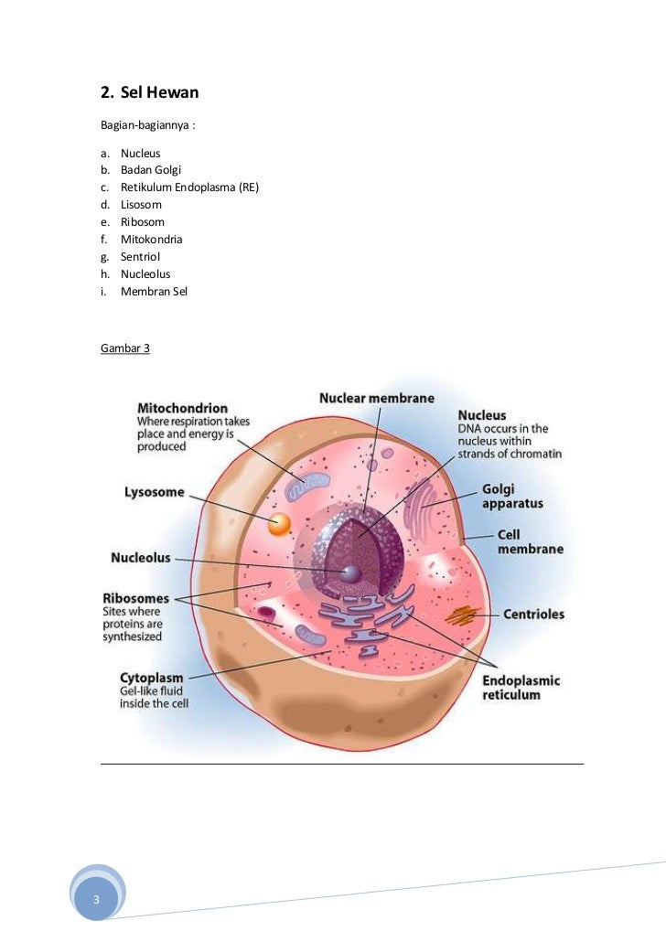 Detail Gambar Sel Dan Bagiannya Nomer 21