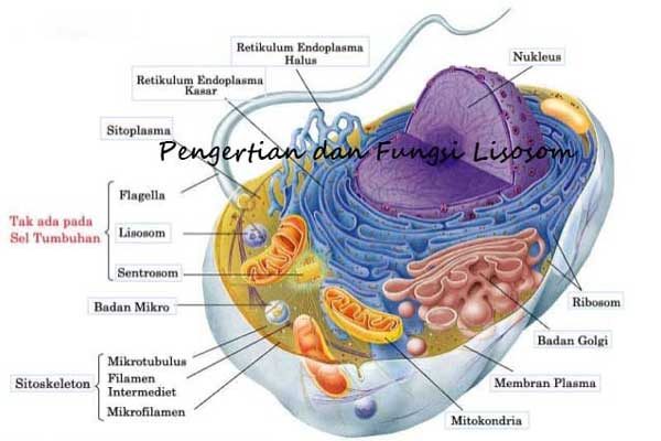 Detail Gambar Sel Dan Bagiannya Nomer 36