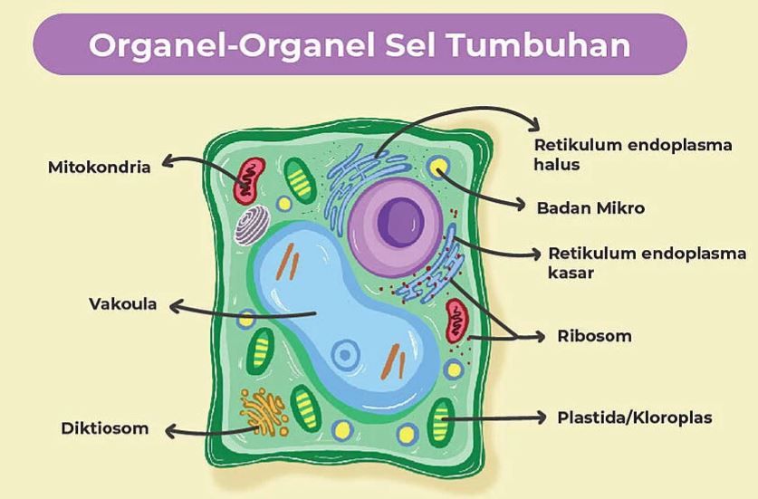 Detail Gambar Sel Dan Bagiannya Nomer 46