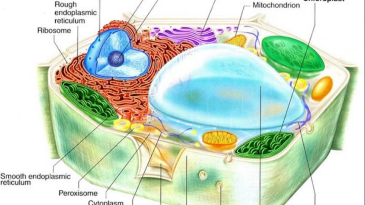 Detail Gambar Sel Dan Bagiannya Nomer 53