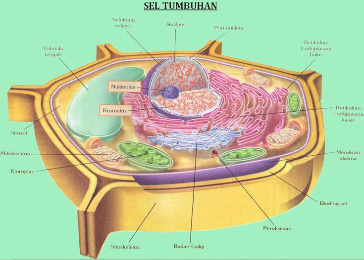 Detail Gambar Sel Dan Bagiannya Nomer 56