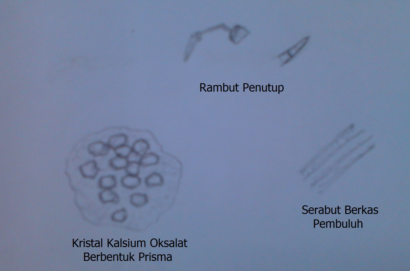 Detail Gambar Sel Dan Fragmen Sel Nomer 6