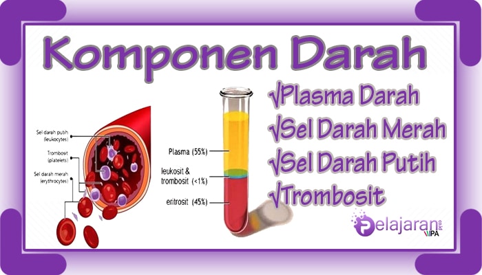 Detail Gambar Sel Dan Fragmen Sel Nomer 44