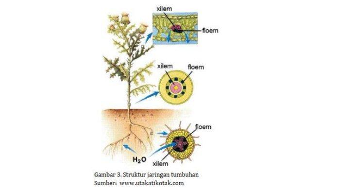 Detail Gambar Sel Dan Jaringan Nomer 16