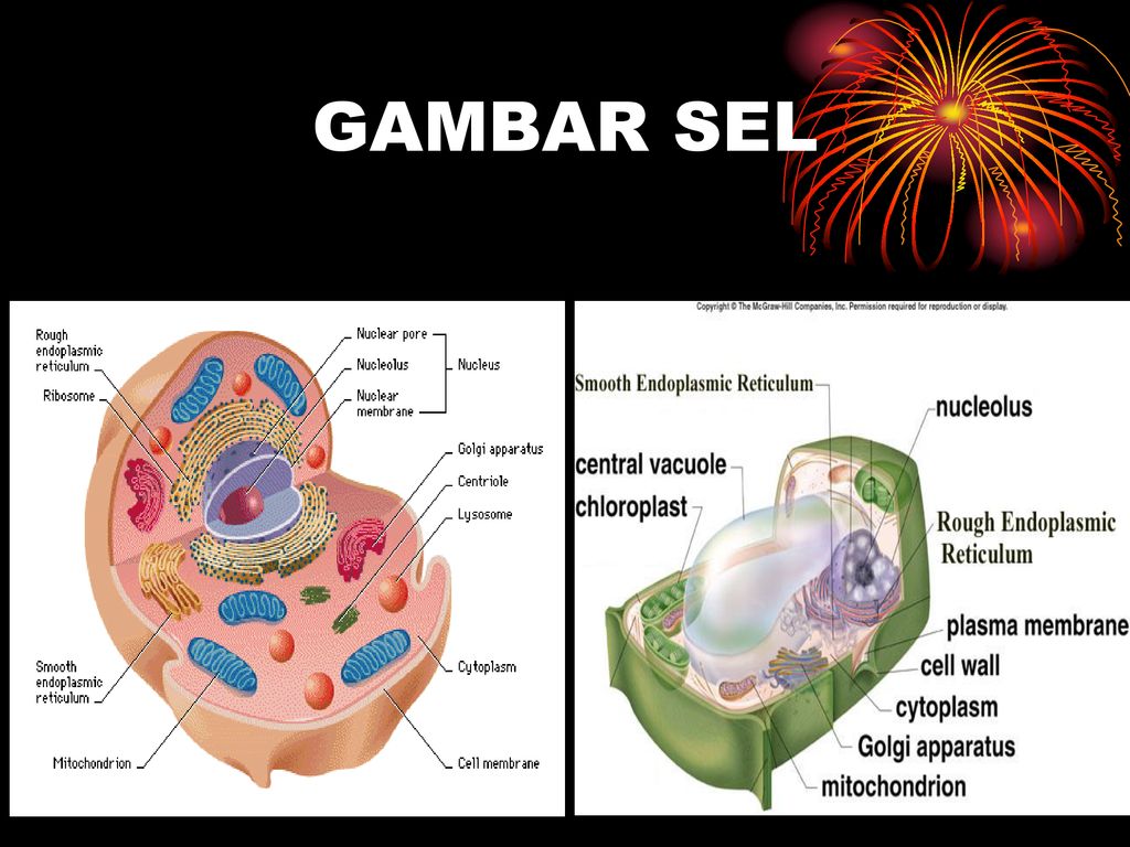 Detail Gambar Sel Dan Jaringan Nomer 2