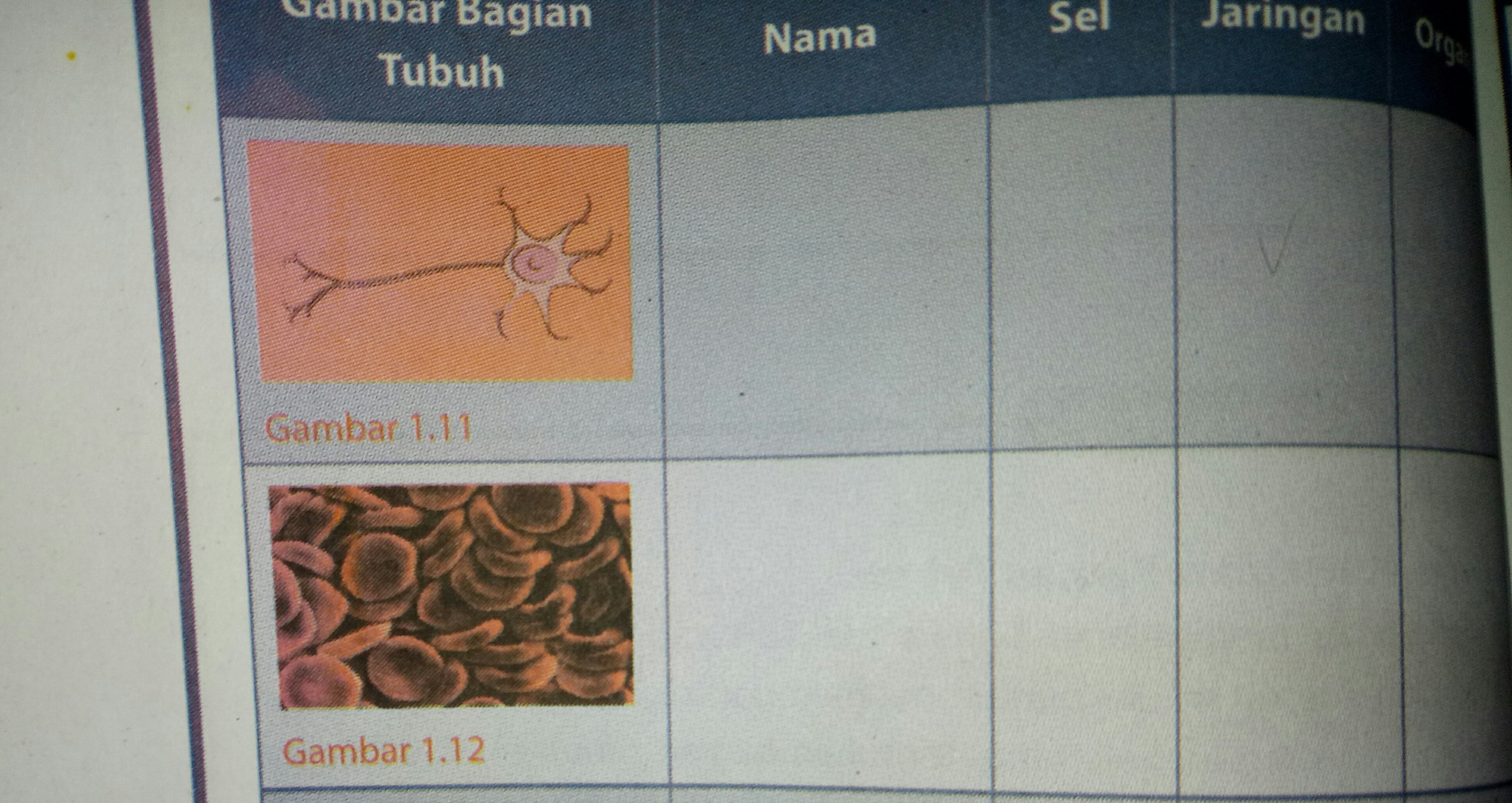 Detail Gambar Sel Dan Jaringan Nomer 22