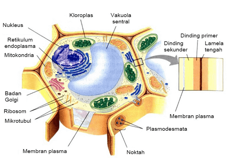 Detail Gambar Sel Dan Jaringan Nomer 23