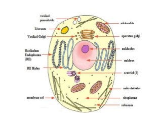 Detail Gambar Sel Dan Jaringan Nomer 30