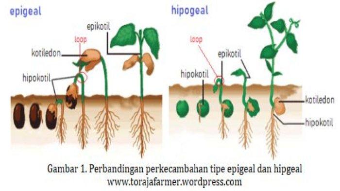 Detail Gambar Sel Dan Jaringan Nomer 31