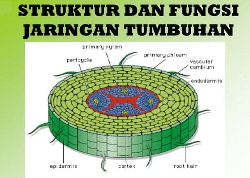 Detail Gambar Sel Dan Jaringan Nomer 33