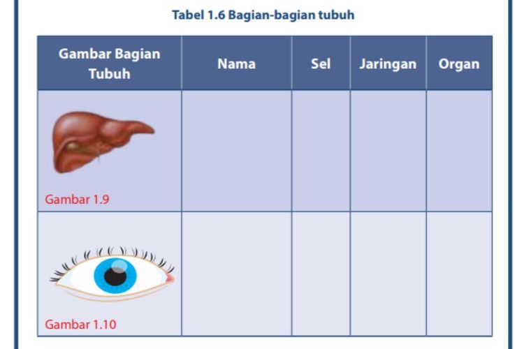 Detail Gambar Sel Dan Jaringan Nomer 34