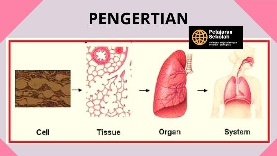 Detail Gambar Sel Dan Jaringan Nomer 35