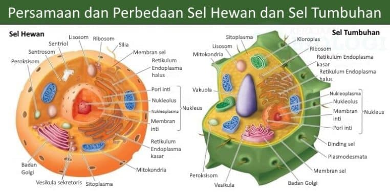 Detail Gambar Sel Dan Jaringan Nomer 37