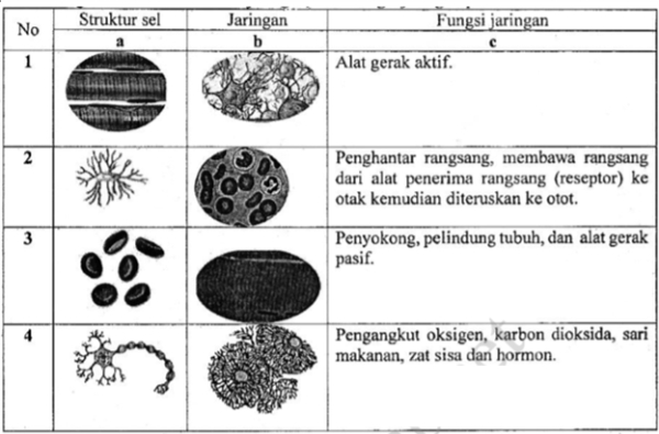 Detail Gambar Sel Dan Jaringan Nomer 40