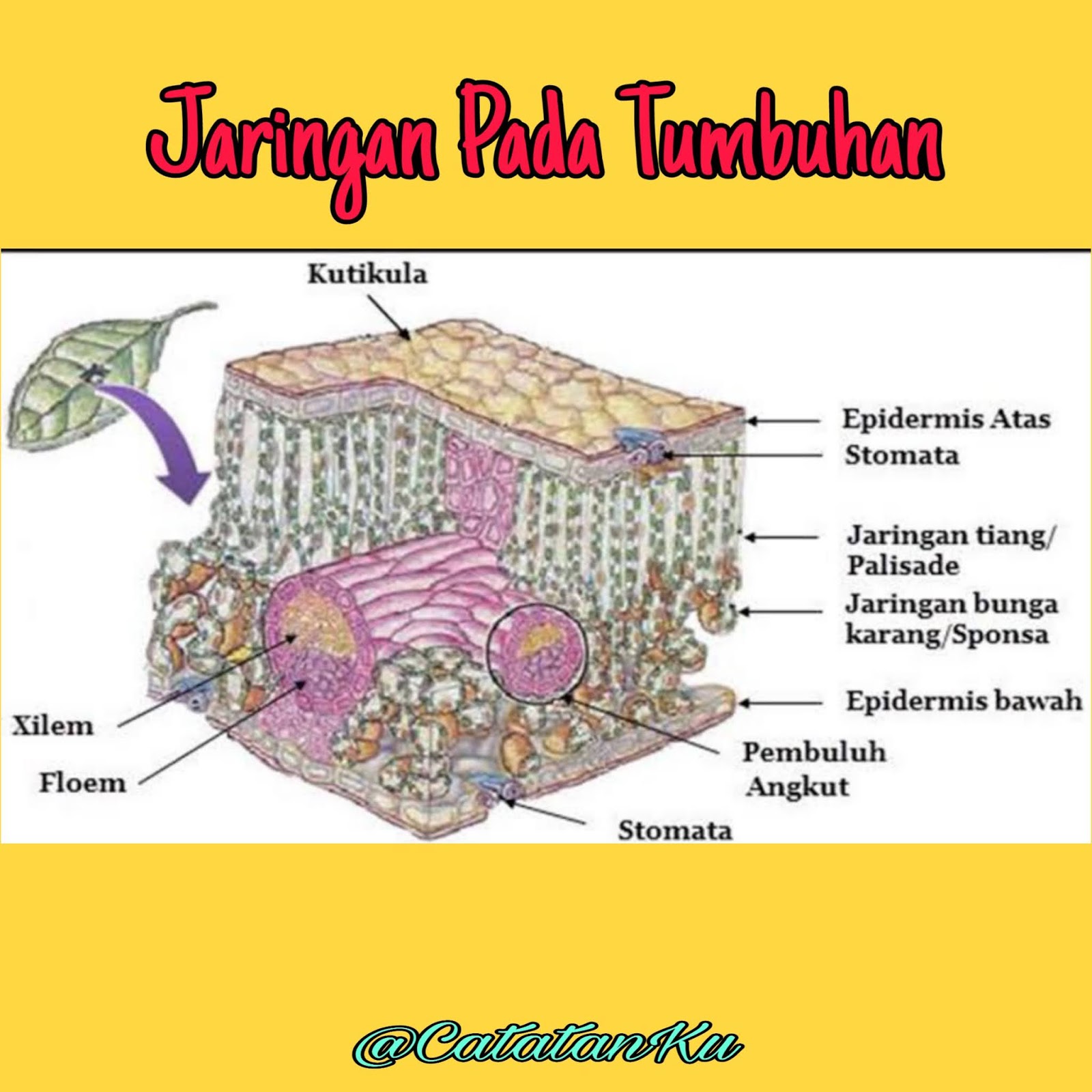 Detail Gambar Sel Dan Jaringan Nomer 43