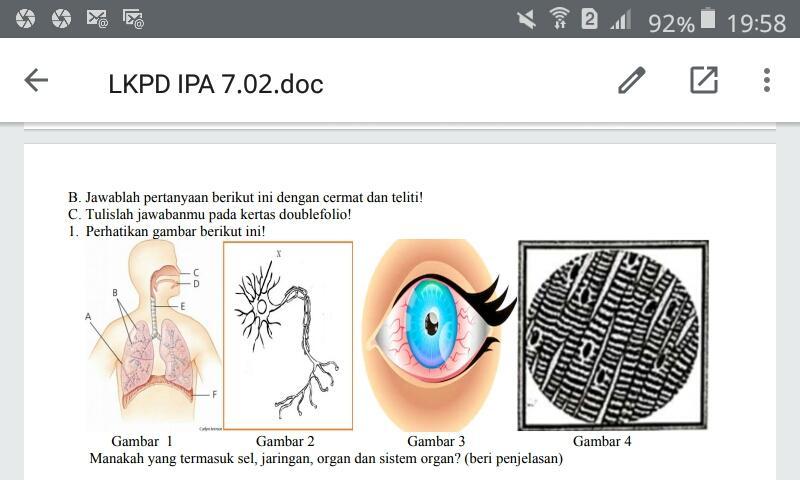 Detail Gambar Sel Dan Jaringan Nomer 46