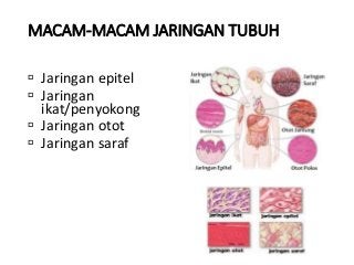Detail Gambar Sel Dan Jaringan Nomer 47