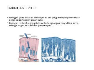 Detail Gambar Sel Dan Jaringan Nomer 48