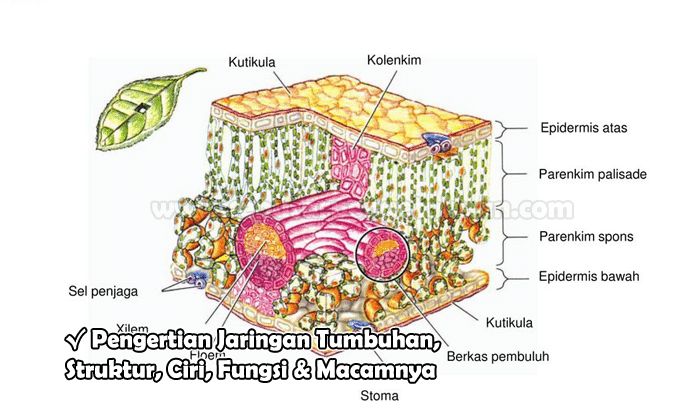 Detail Gambar Sel Dan Jaringan Nomer 50