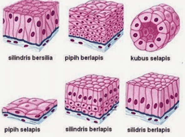 Detail Gambar Sel Dan Jaringan Nomer 9