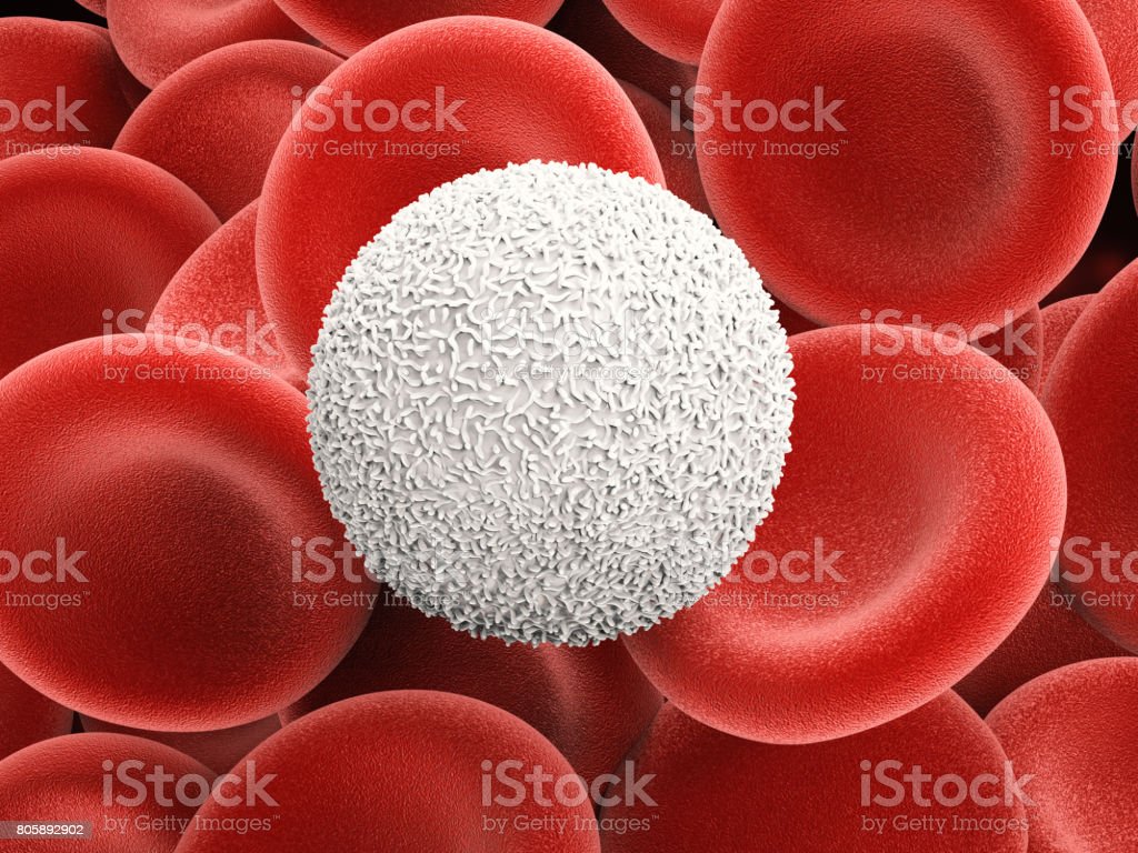 Detail Gambar Sel Darah Merah Dan Putih Nomer 30