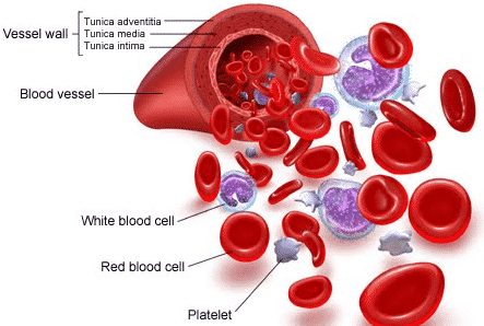 Detail Gambar Sel Darah Merah Dan Sel Darah Putih Nomer 6