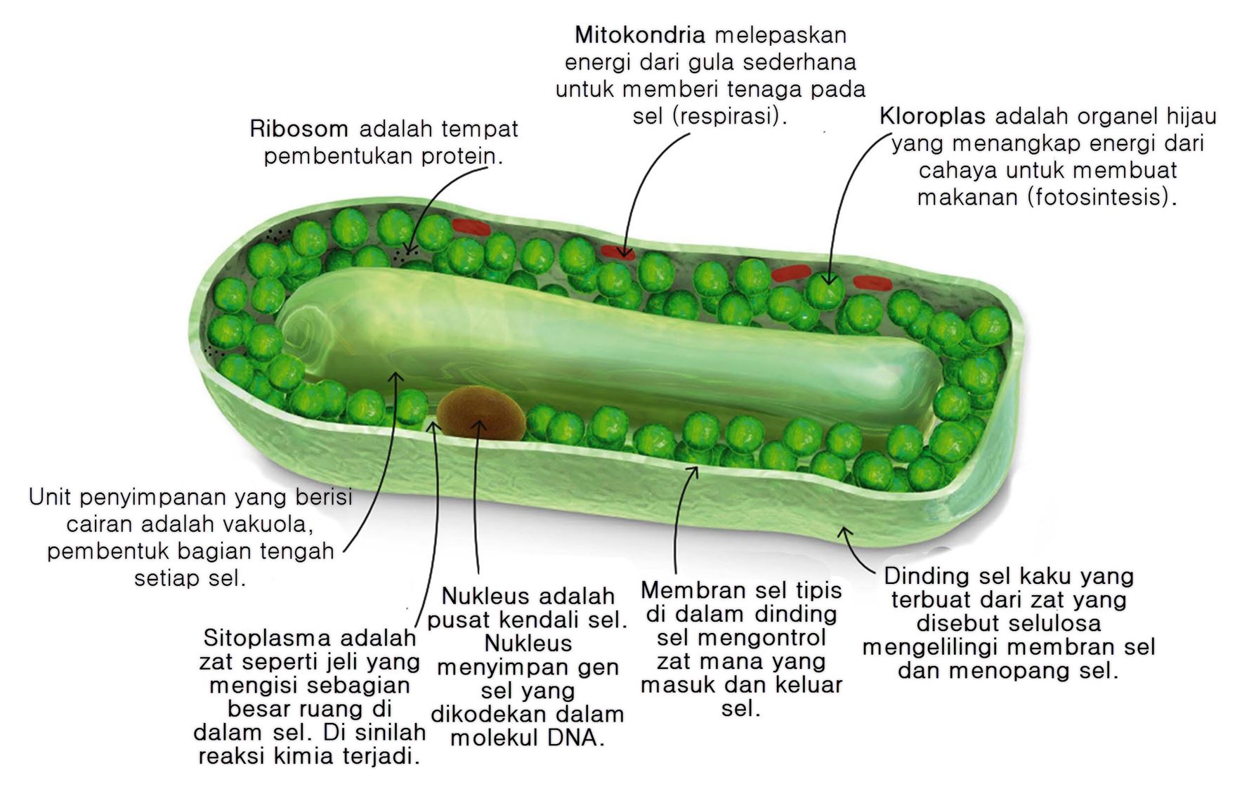 Detail Gambar Sel Dauh Nomer 30