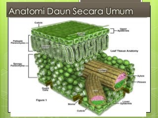 Detail Gambar Sel Dauh Nomer 31