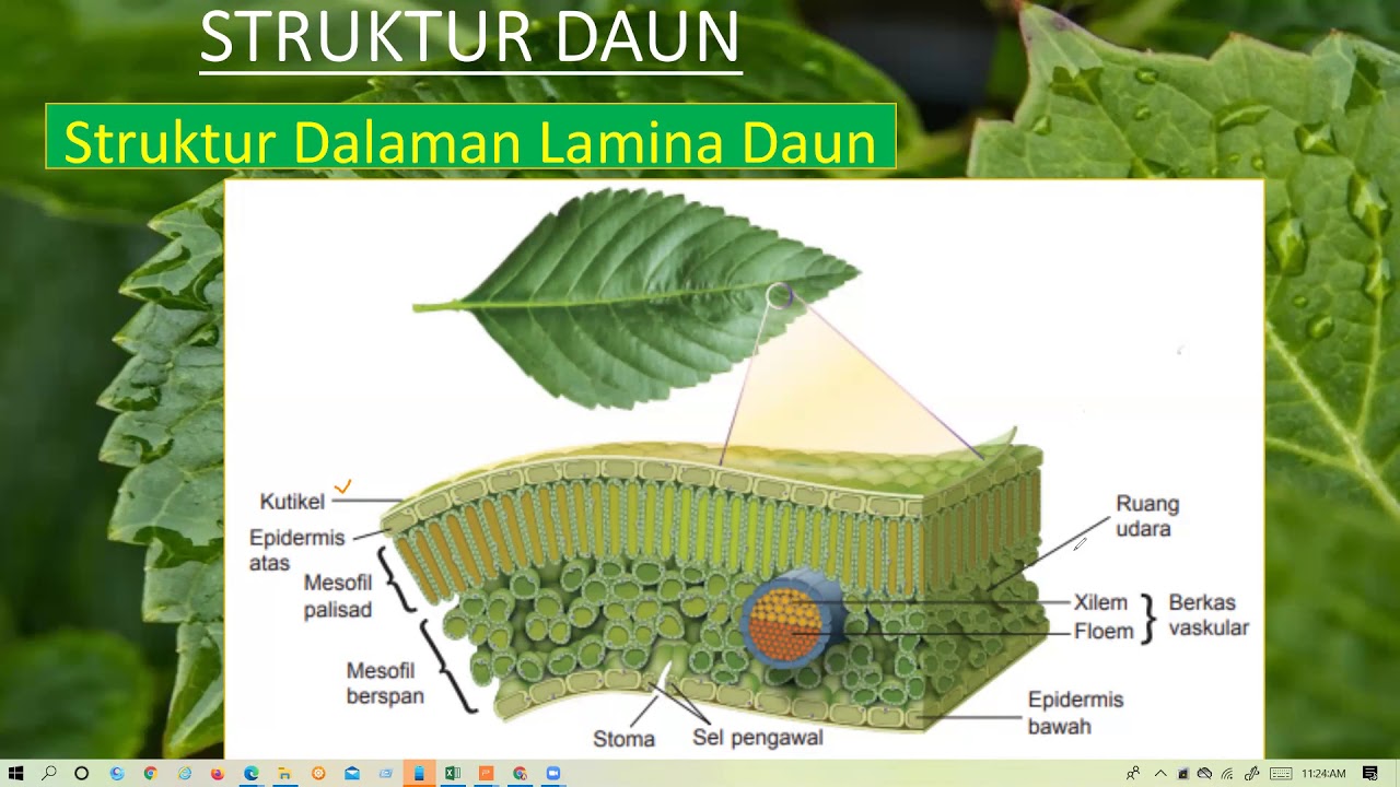 Detail Gambar Sel Dauh Nomer 33